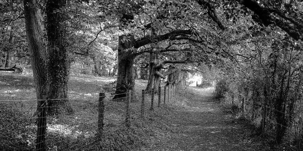 A black and white image of a wooded path on the Cotswold Way, bordered by a wire fence and lined with trees whose branches arch overhead. Dappled light filters through the leaves, illuminating the dirt path that curves into the distance.