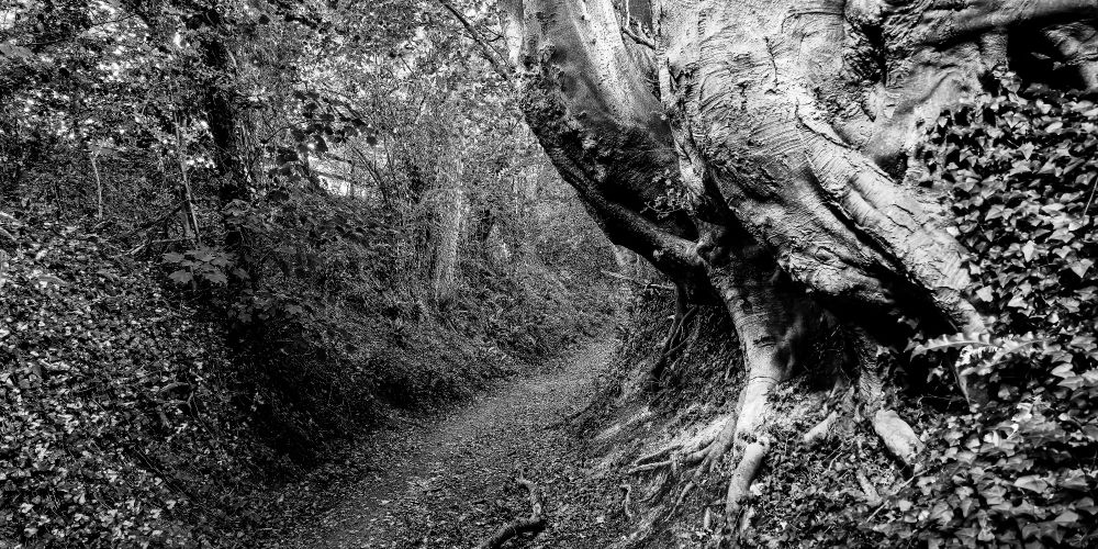 Black and white image of a weathered footpath winds through a deeply sunken forest lane, its curve framed by a massive gnarled tree with thick roots clinging to the embankment. Dense ivy and tangled underbrush line both sides of the trail beneath a canopy of leaves.
