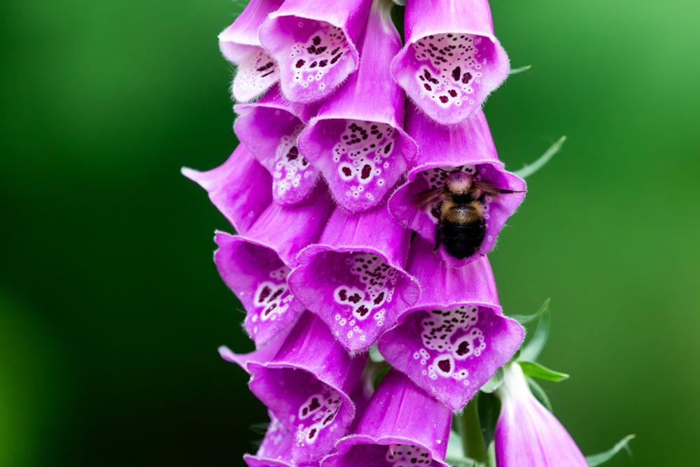 A bee with a mostly black abdomen enters the blossom of a foxglove flower to collect pollen. The background is an out of focus wash of green.