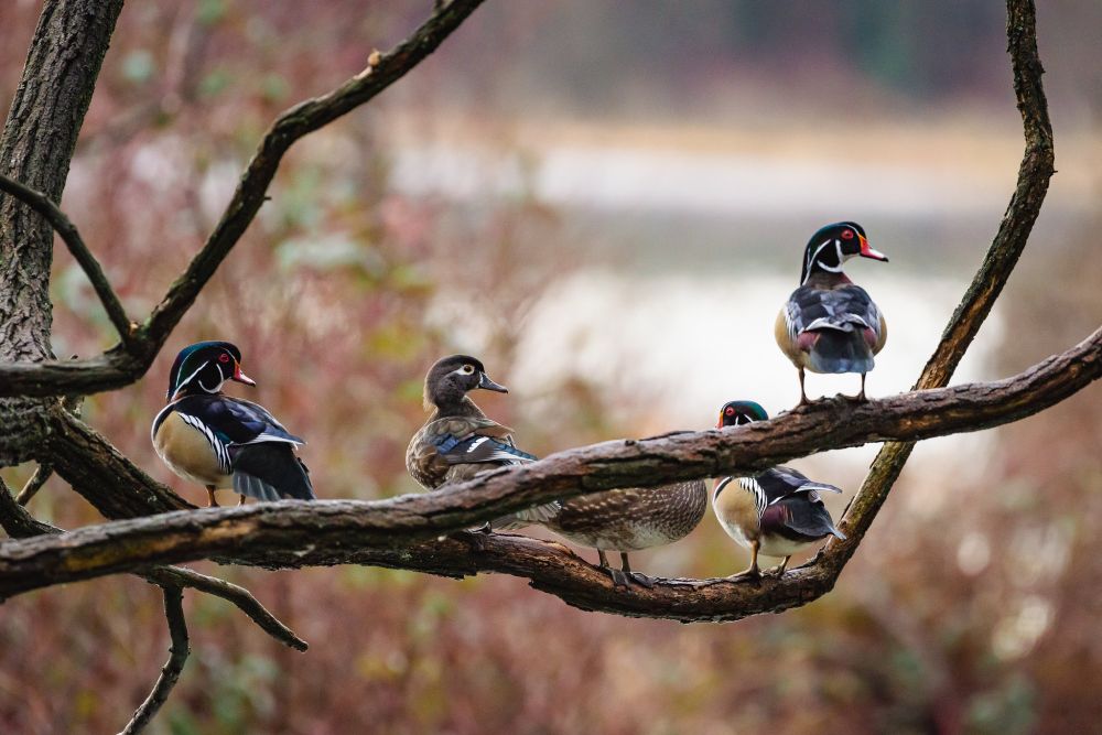 Five wood ducks, three males and two females, perch on a branch from a gnarled tree. The background is an out-of-focus wash of earth-toned vegetation.