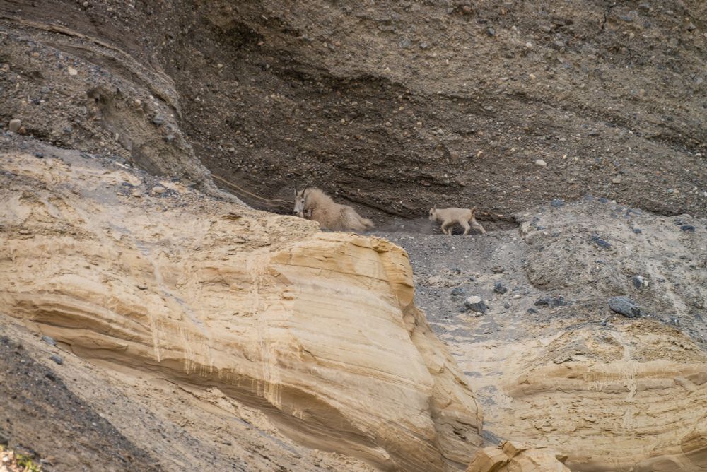 An adult and baby mountain goat against a wall of rocks, sandstone, and dirt.