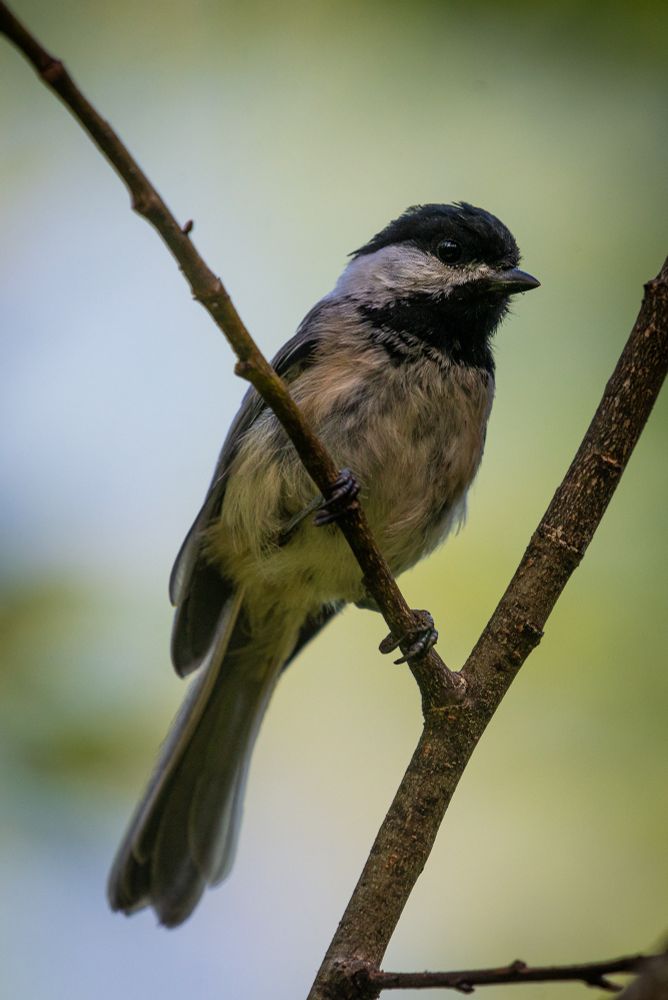A slightly dishevelled chickadee perches on a branch. The background is an out of focus wash of greens and blues. 