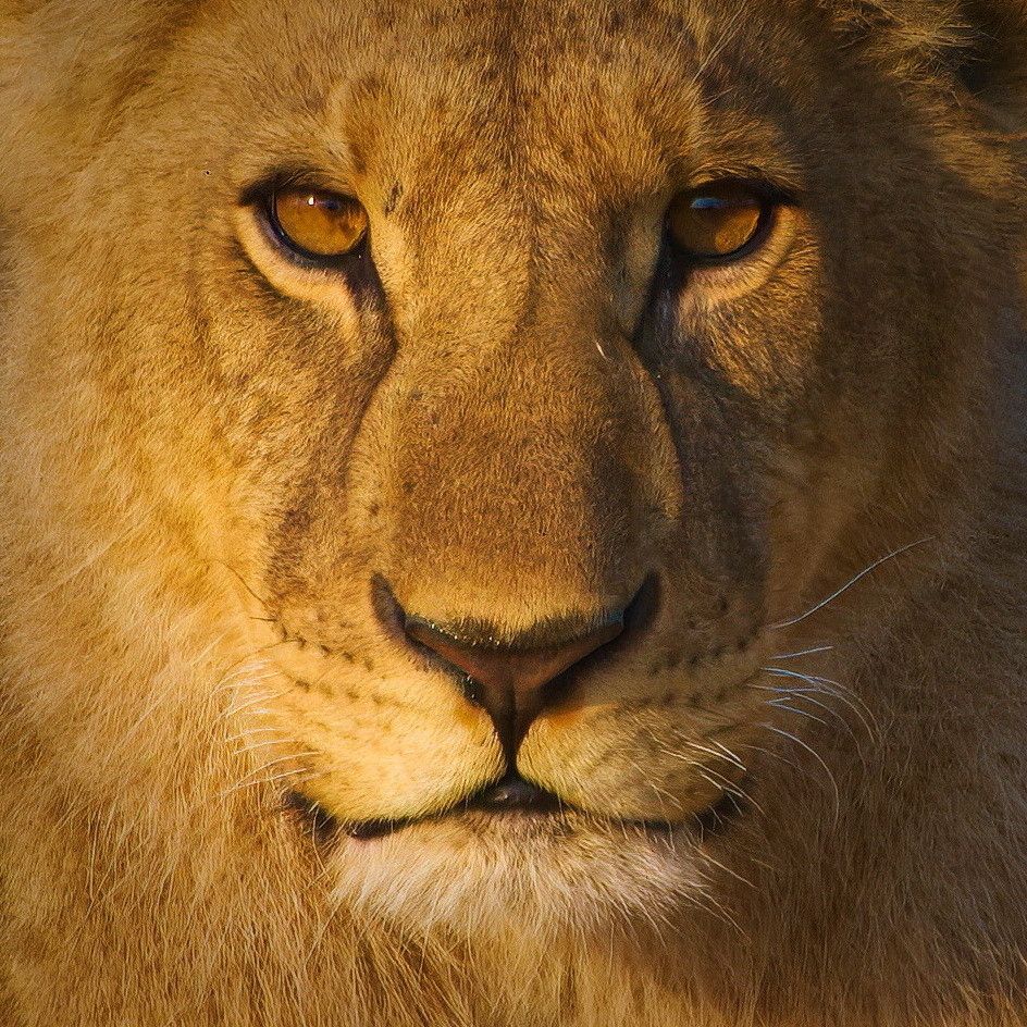junger männlicher Löwe, Detail vom Kopf, die Augen auf den Betrachter gerichtet.