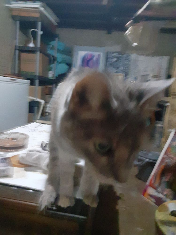 Gracie the cat is shown on a table up close