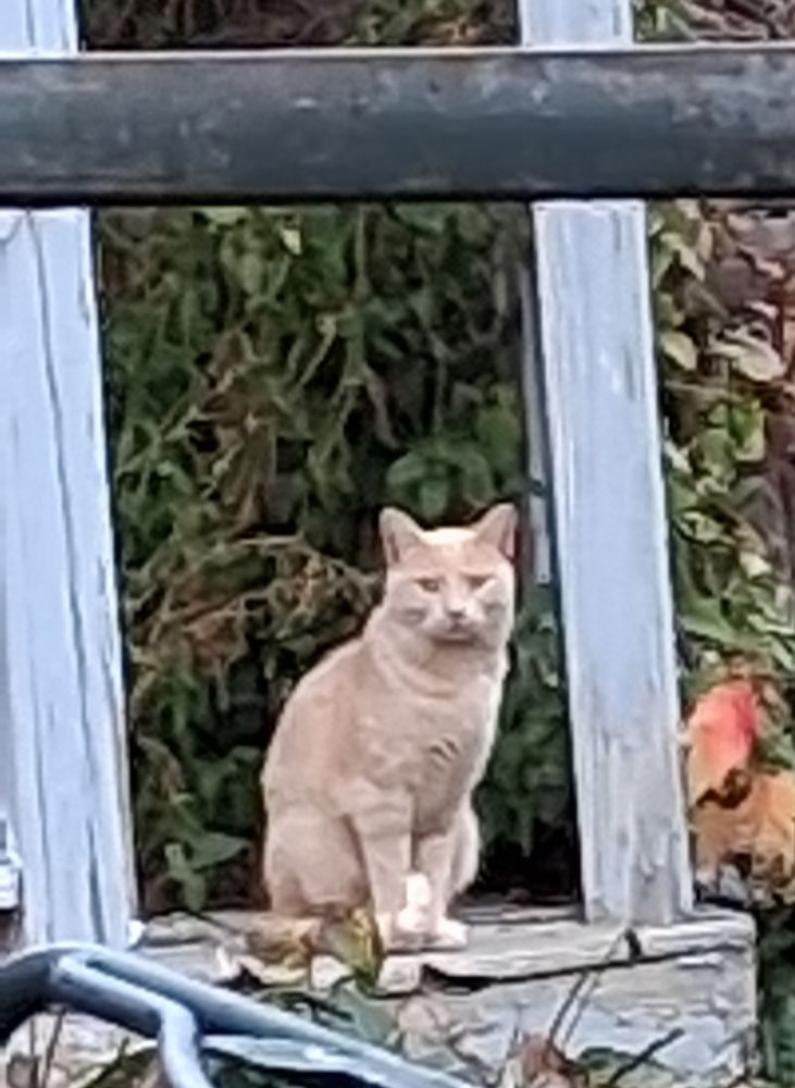 A pale orange cat sits in a weathered gazebo entrance.