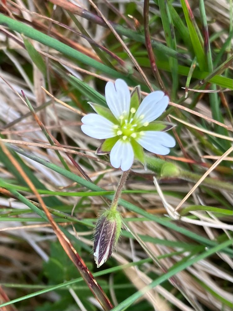 Alpine Mouse-ear - Cerastium alpinum