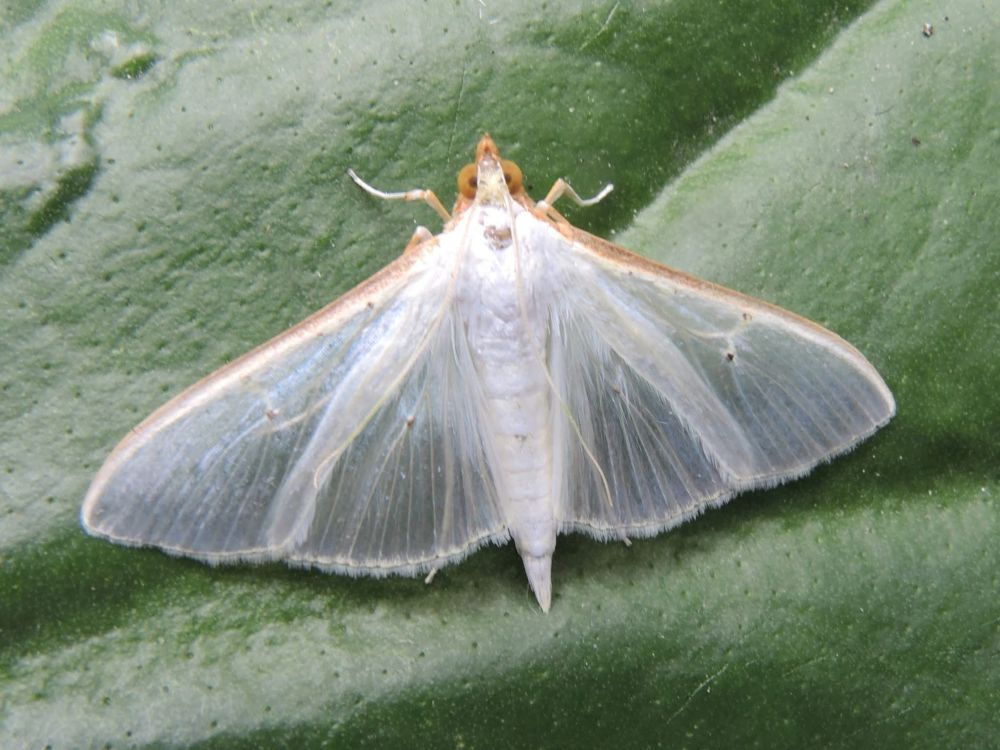 Olive-tree Pearl - Palpita vitrealis
