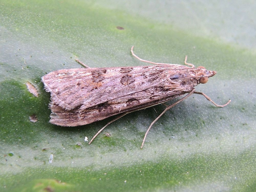 Rush Veneer - a common immigrant moth, but the first here this year.