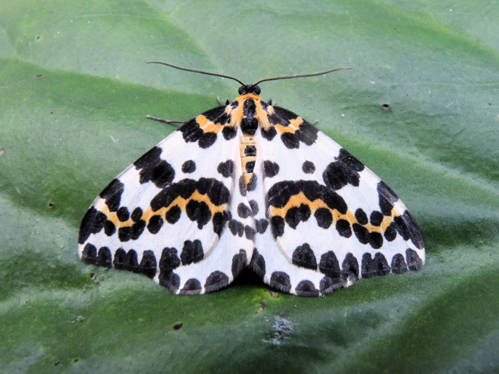 Magpie moth