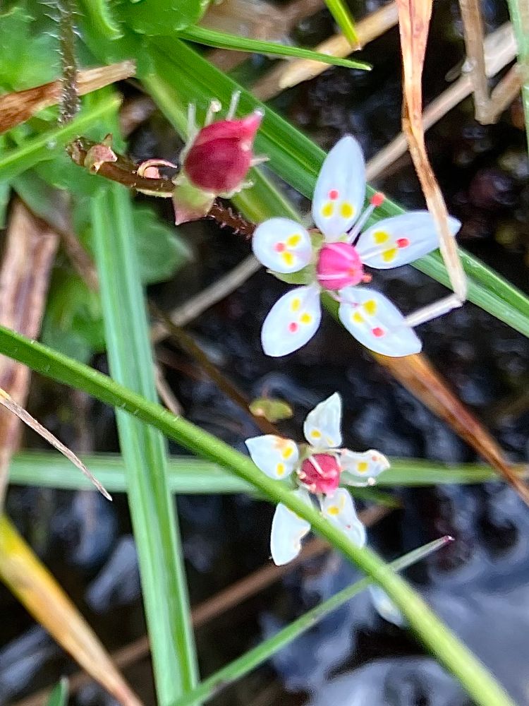 Starry Saxifrage - Saxifraga stellaris (love this plant)