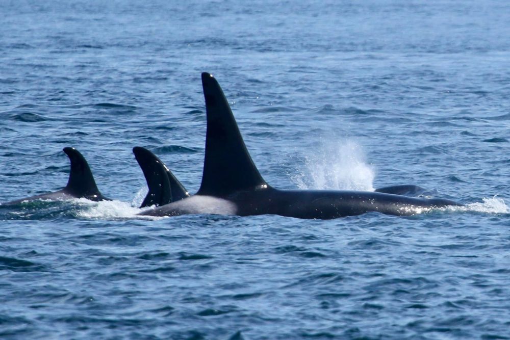 Three Orcas (one large adult and two smaller individuals) surfacing, one blowing a spout of spray.