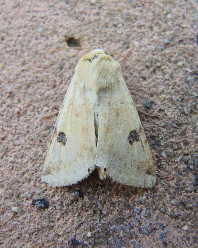 Bordered Straw - Heliothis peters