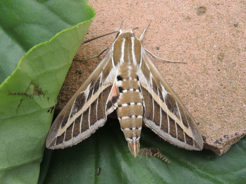 Striped Hawkmoth - Hyles Livonia