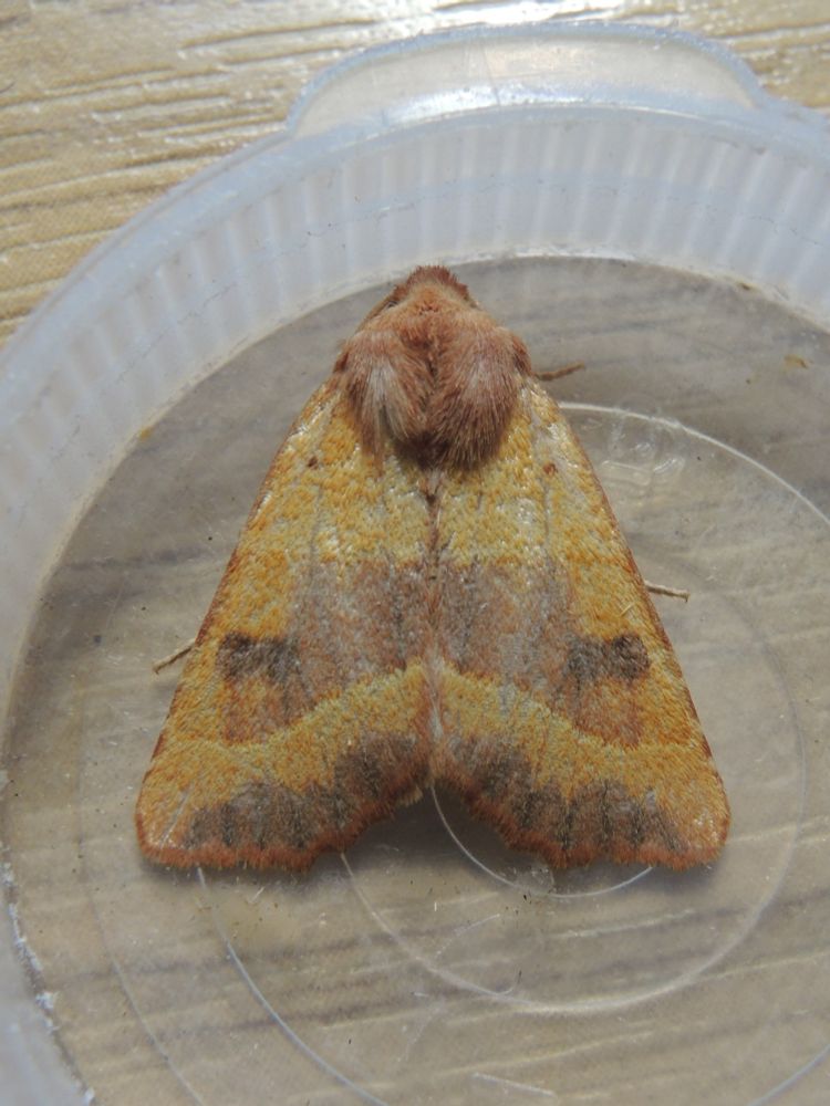 Centre-barred Sallow