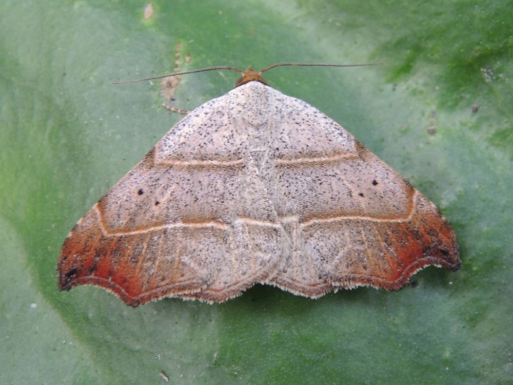 Beautiful Hook-tip - not in fact in the Hook-tip family (Drepanidae)