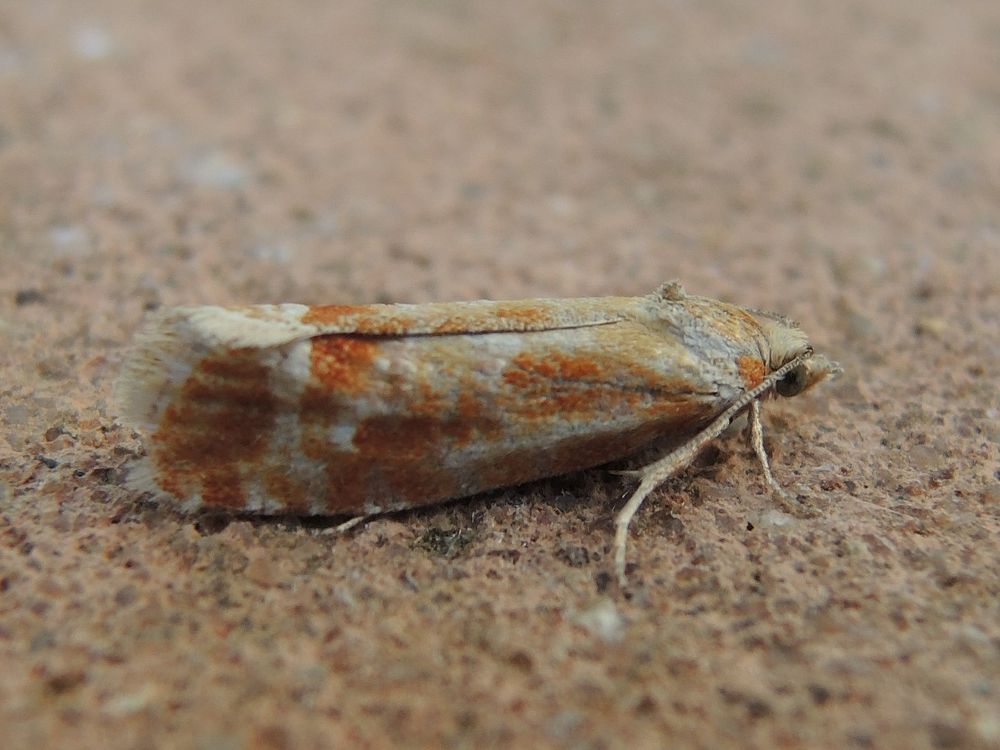 Pine Shoot Moth