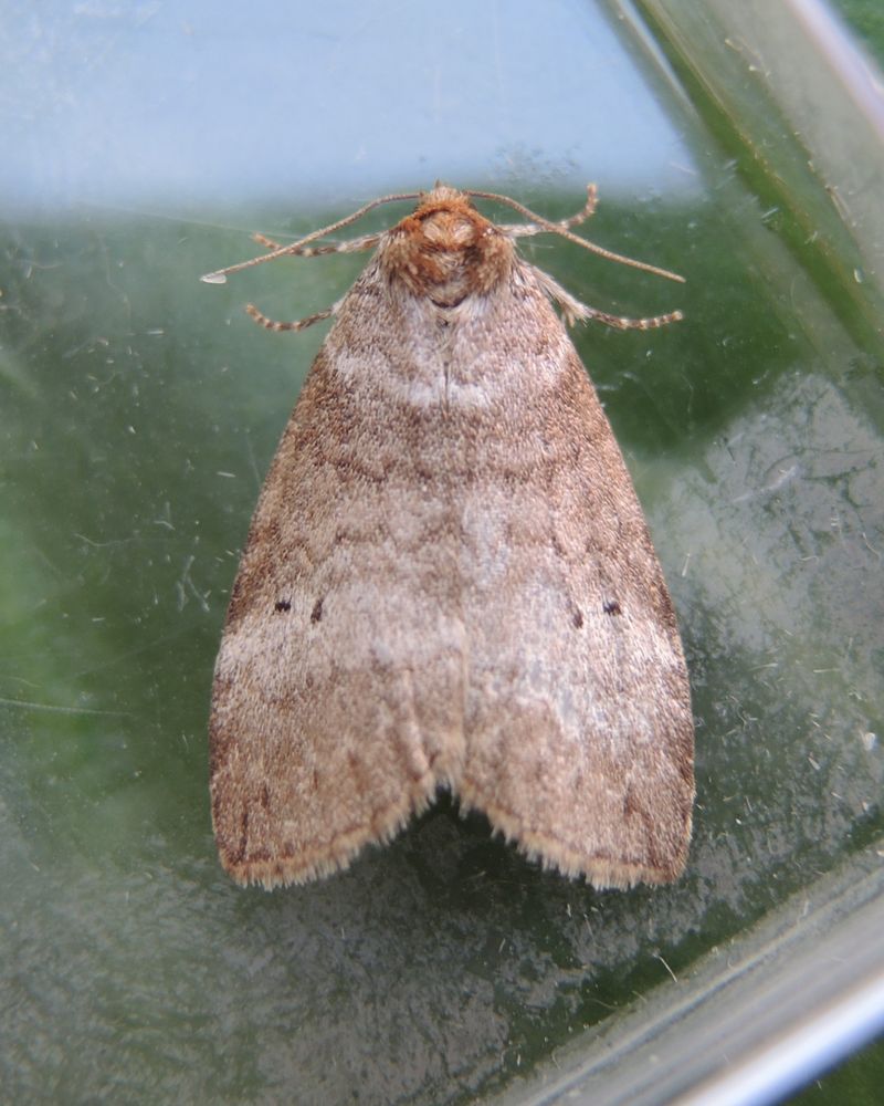 Common Lutestring