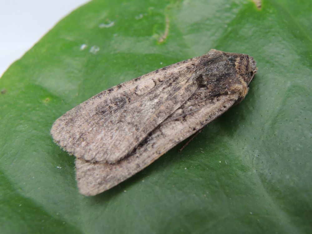 Pearly Underwing