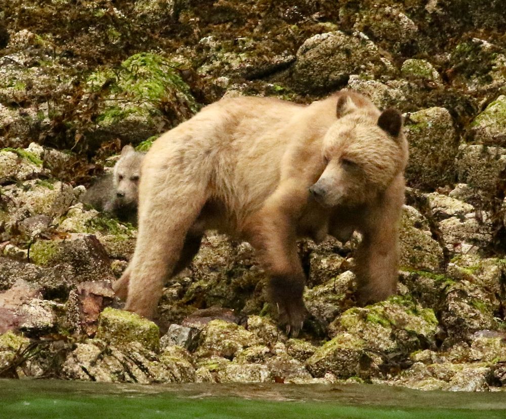 Female Grizzly Bear on a rocky shoreline with a small bear cub peering out behind her. 