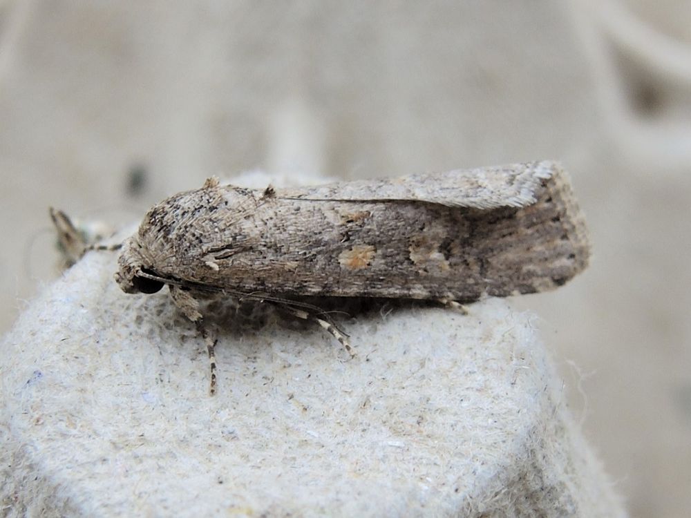 Small Mottled Willow