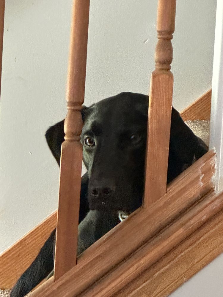 A Labrador retriever pokes her head thru a stair railing. 
