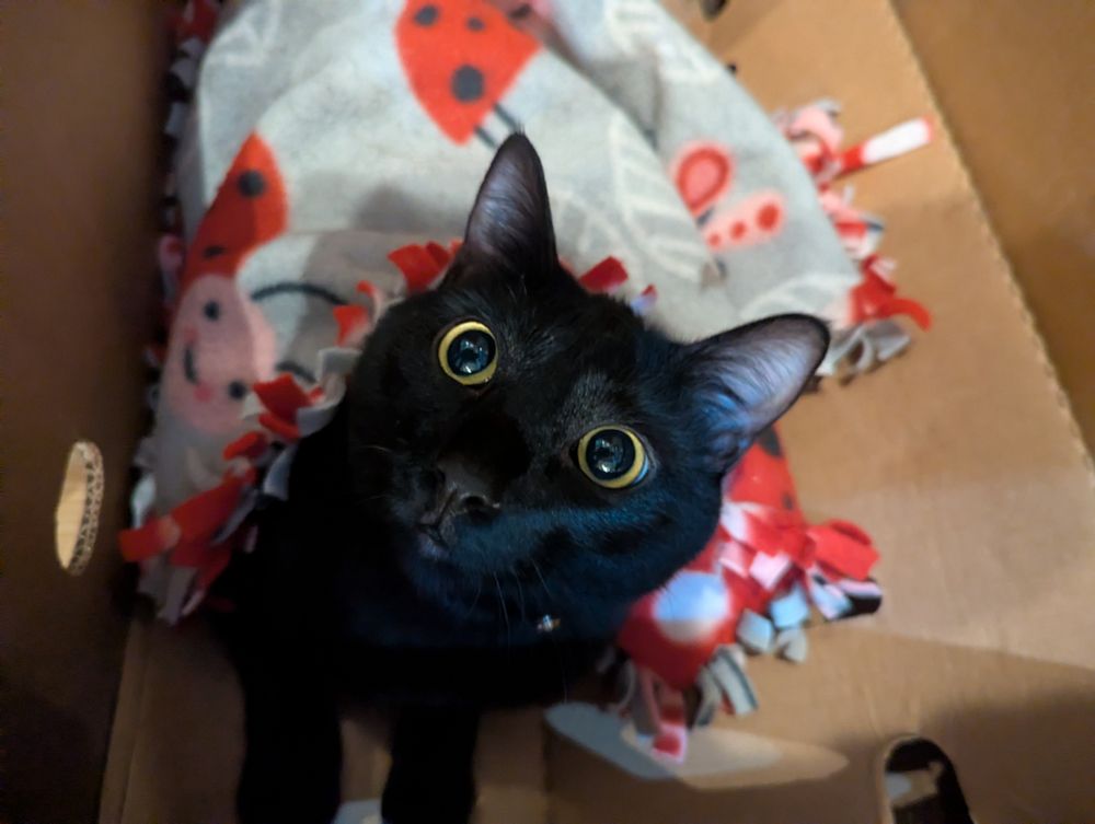 Oscar my black cat with a blanket over everything but his head, which is peaking near the viewer