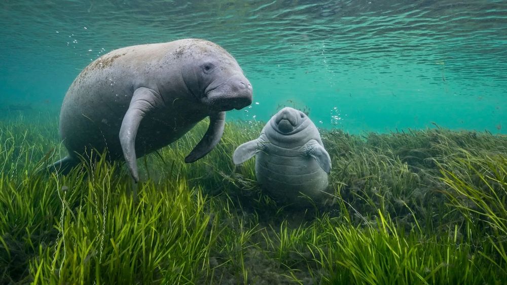 A manatee and its baby (whatever the correct term is for a baby manatee) are seen floating serenely underwater in green grass and blue-green water. Both animals look very round and blorpy.