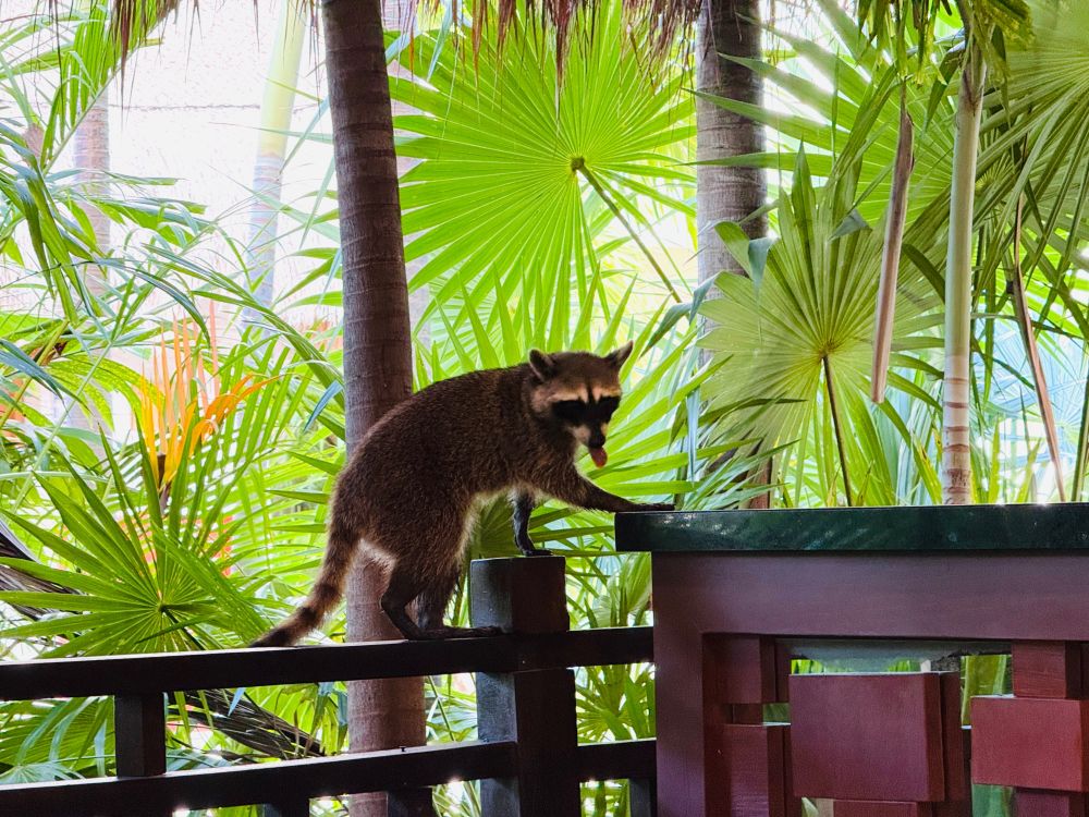 A raccoon with its tongue out, sneaking into our breakfast restaurant to steal food. 
