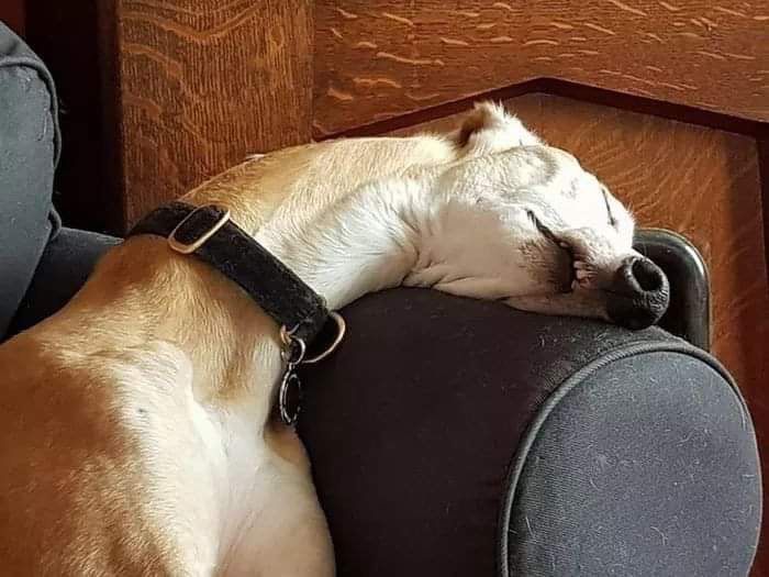 A very tired long-necked dog resting its head on the armrest of a sofa. Dog is looking utterly exhausted, with mouth open, probably asleep. 