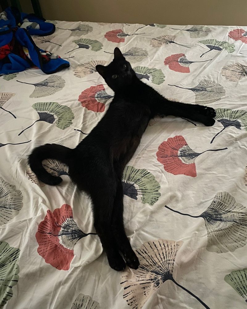 My black cat strrrreeeetched out on my bed. 