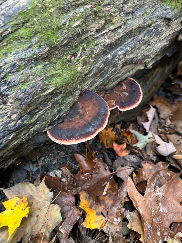 Brown red and white mushrooms sittin on a log