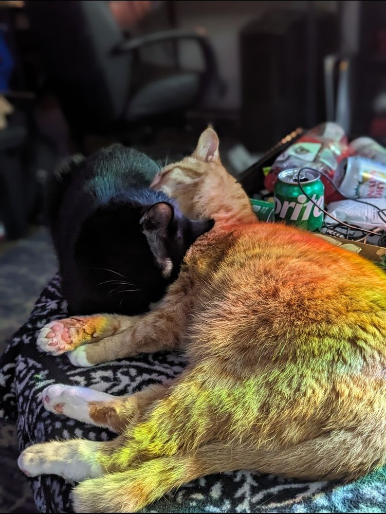 Pod, an orange cat, cuddles with Wanda, a black cat, as light from the window is refracted into a rainbow casting them in beautiful light. The mood is serene and full of love.