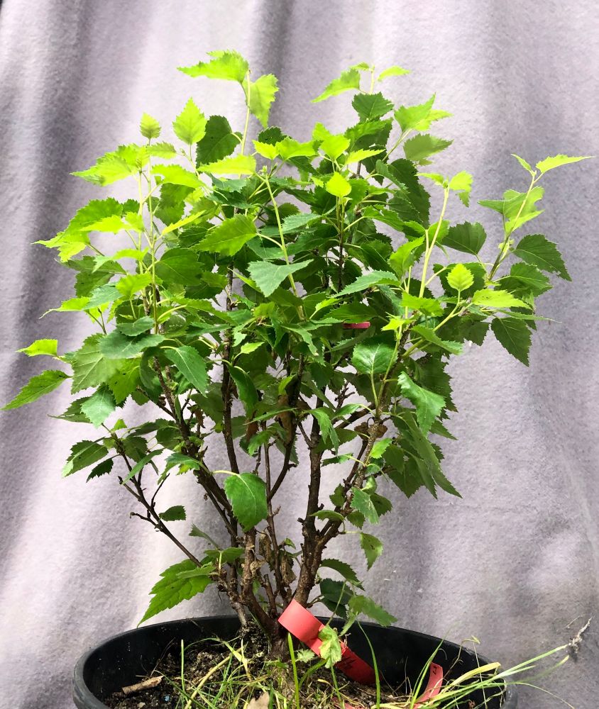 Picture of a seven year old clonal birch tree, genetically modified to emit large amounts of isoprene.