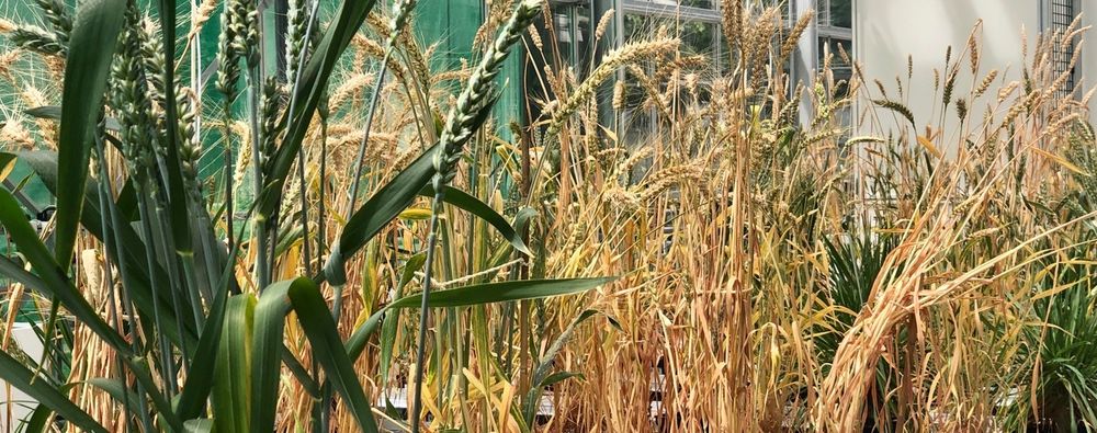 Wheat phenotyping on drought stress tolerance.
