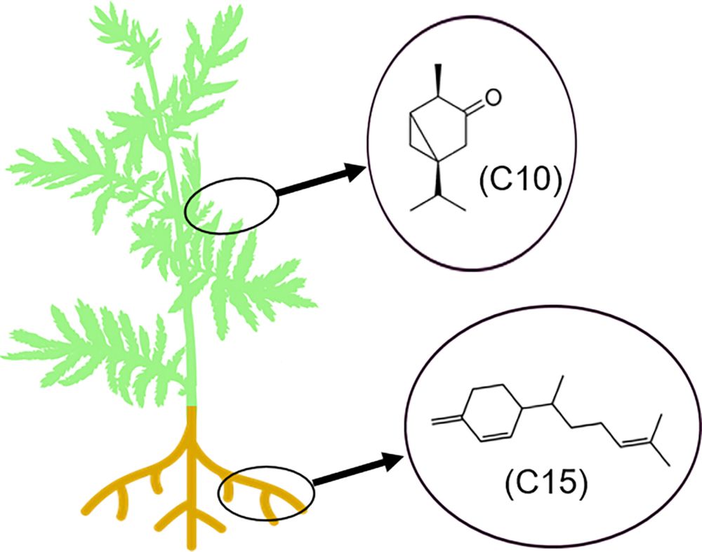 Exogenous stimulation of Tanacetum vulgare roots with pipecolic acid leads to tissue‐specific responses in terpenoid composition