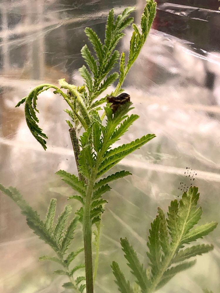 A tansy plant with a Spodoptera larvae feeding on leaves.