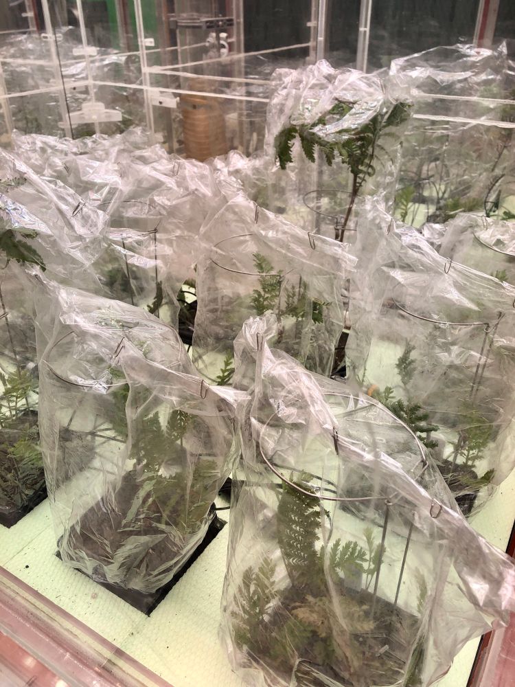 Tansy is plants covered with closed roasting bags containing passive sampler for trapping volatile organic compounds.