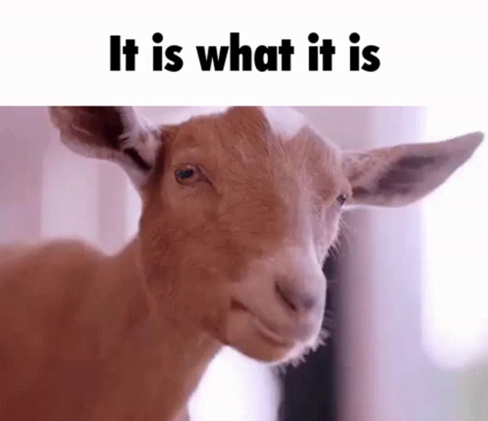 a close up of a goat making a funny face with the words `` it is what it is '' above it .