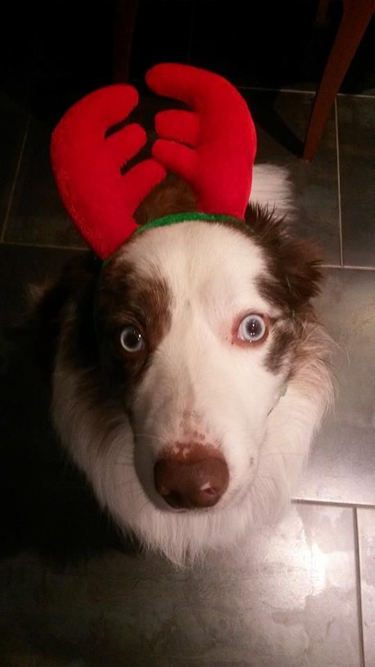 A picture of Dash the border collie, here about 1 year old, being made to wear some festive antlers. He is looking at the camera with frightened eyes and didn't like them one bit. We took pity on him after this and he never had to wear festive head gear ever again. Poor baby.