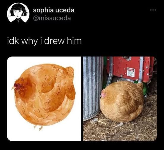 A post on X by @missuceda Sophia Uceda shows a photo of a brown hen on the ground, next to farming equipment. She is puffed up into a full spherical shape. Next to it is an illustration of the same chicken, just as round as the real thing. The caption reads 