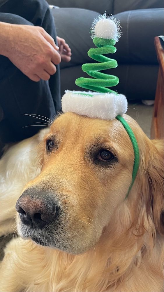 Oakley, a Golden Retriever wearing a curly green Christmas tree headband
