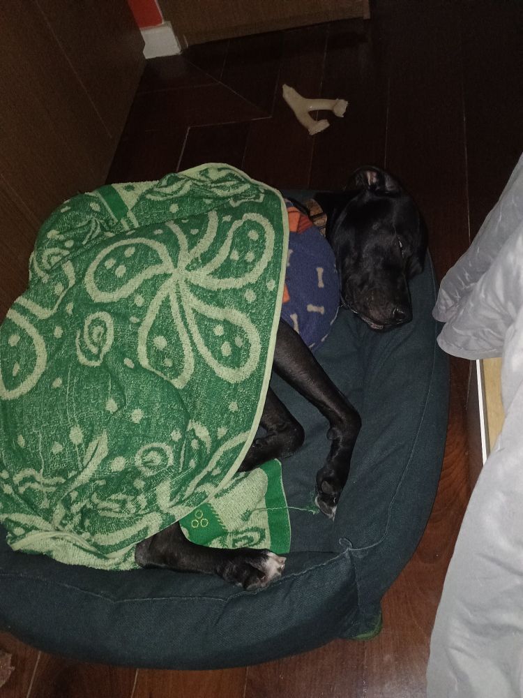 O mesmo cachorro preto de casaquinho, mas agora deitado dormindo na caminha e coberto por uma cobertinha verde.