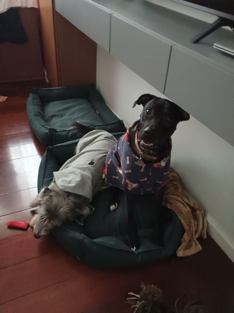 Dois cachorros deitados em uma caminha verde. Um cachorro está deitado, tem pelagem cinza e veste casaquinho cinza, outro está sentado, é preto, meio Pit Bull, está usando casaquinho azul marinho com detalhes em laranja.