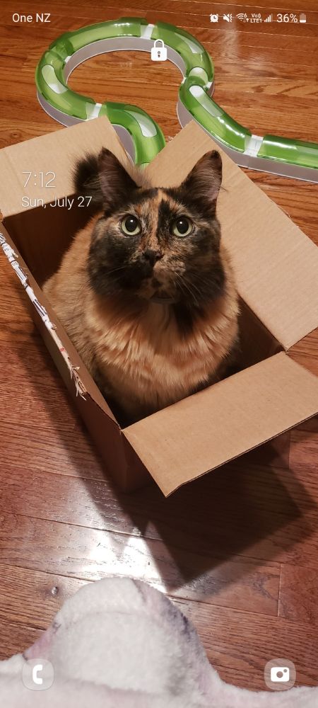 Phone lock screen with a background featuring a cat with a tortoiseshell pattern. The cat is sitting in a cardboard box on a hard wood floor, looking up at the camera, with an assembled cat toy in the background
