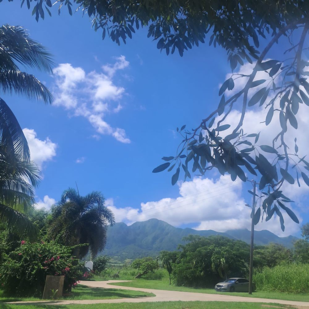 A bright blue sky with scattered clouds over a lush green landscape. Palm trees and tall grass line a quiet farm road leading toward distant mountains, framed by leafy branches above.