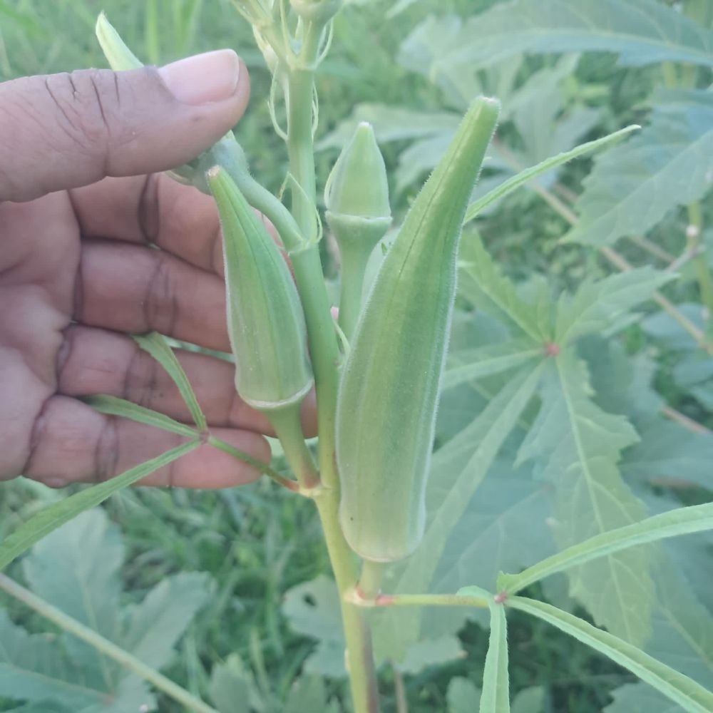 A hand showing okra in different stages of readiness