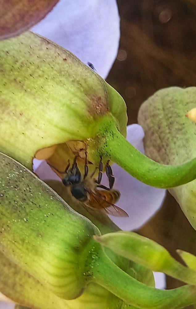 A honey bee digging into the open green sepal area of a white flower
