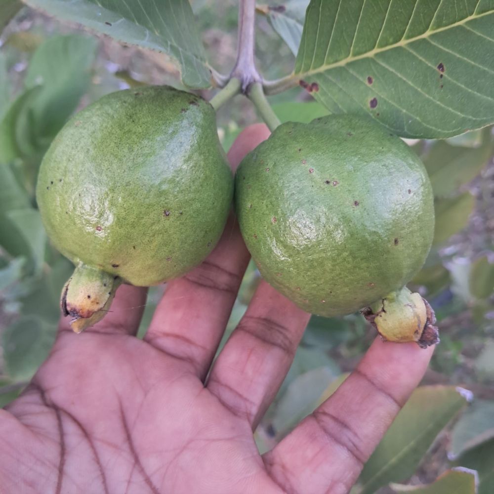 A hand craving two maturing green guava