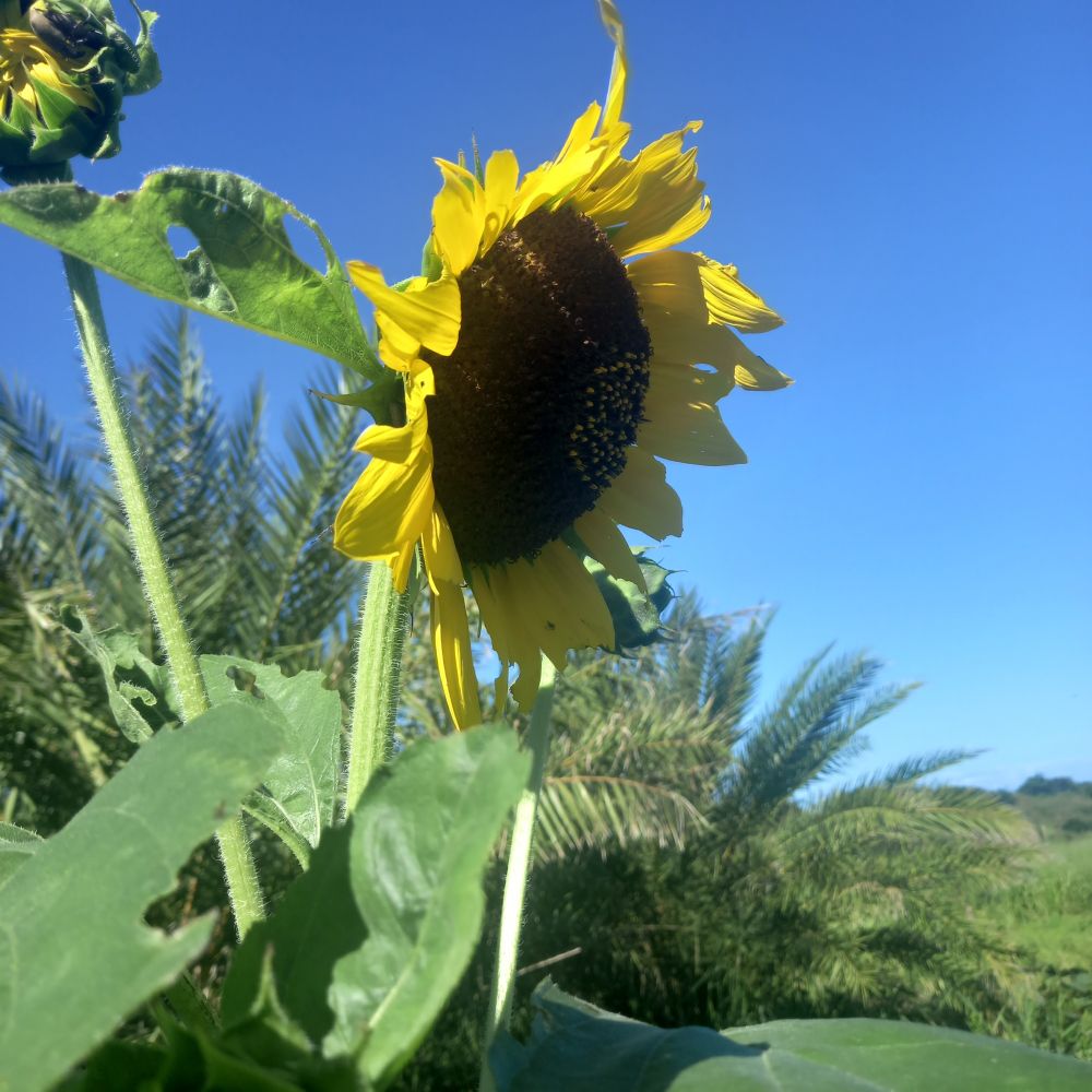 A single sunflower bows gently toward the light, its golden petals glowing against a clear blue sky. Palm fronds sway in the background, evoking warmth, calm, and quiet strength. 
