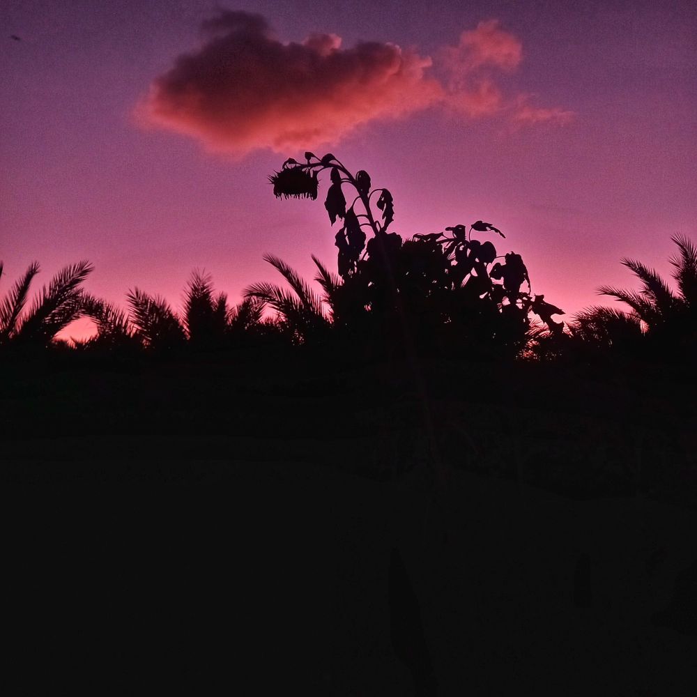 Fronds of date palms and a tall sunflower in silhouette against a bright pink evening sky
